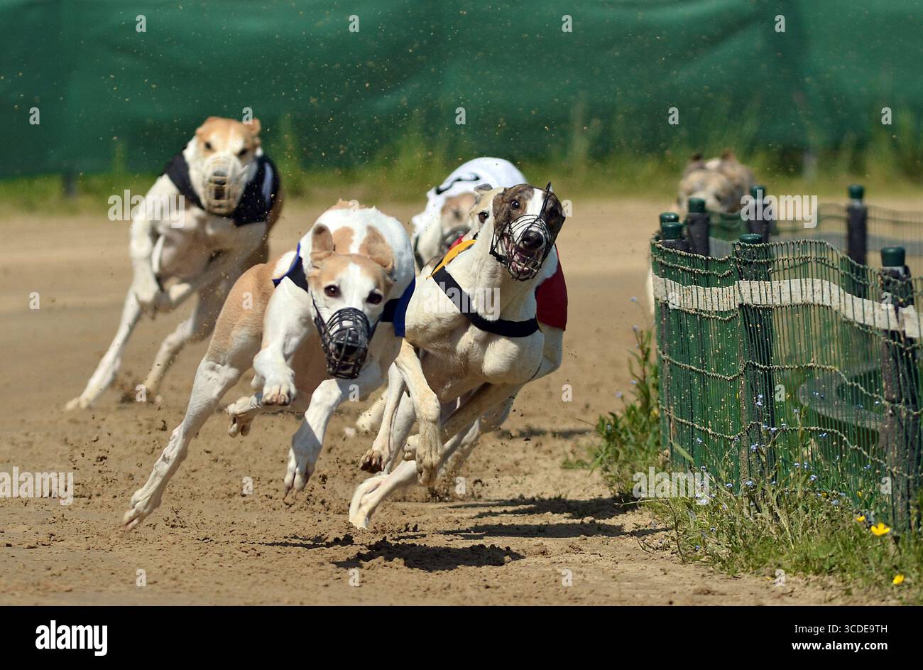 Greyhounds sprinten bei einem Wettkampf-Hundeschwettkampf mit voller Geschwindigkeit um eine Kurve auf einer Feldstrecke und zeigen Athletik, Geschwindigkeit und dynamische Action im Stockfoto