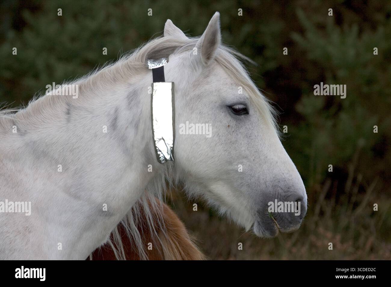 New Forest Pony Equus caballus Grey Mare mit reflektierenden Kragen, in der Nähe von Ober Ecke, New Forest National Park, Hampshire, England, Großbritannien, Oktober 2004 Stockfoto