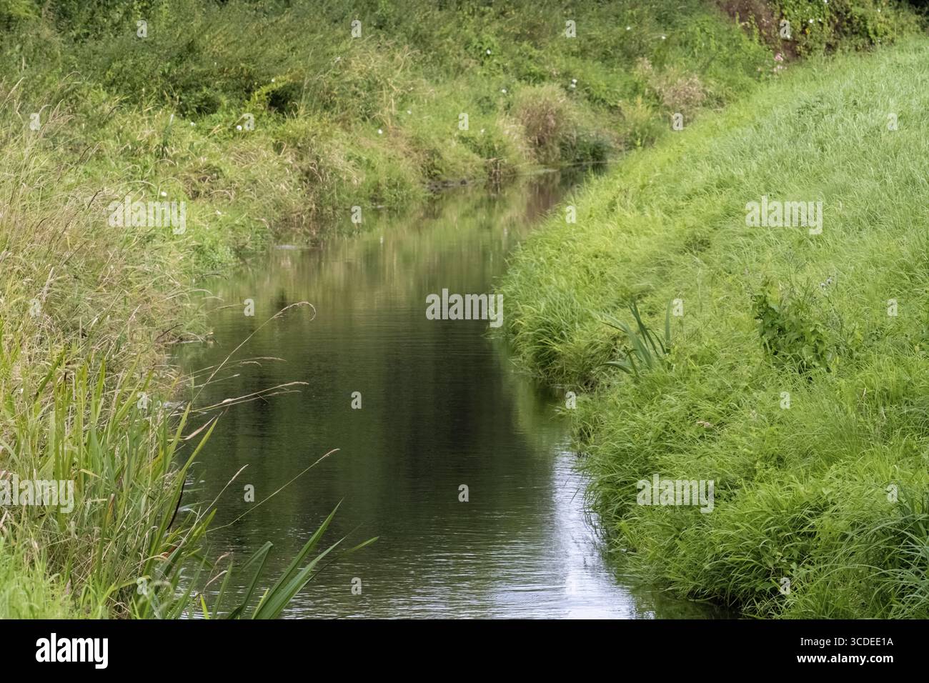 Sauberer Fluss fließt durch üppiges grünes Gras und Vegetation in einer friedlichen natürlichen Landschaft Stockfoto