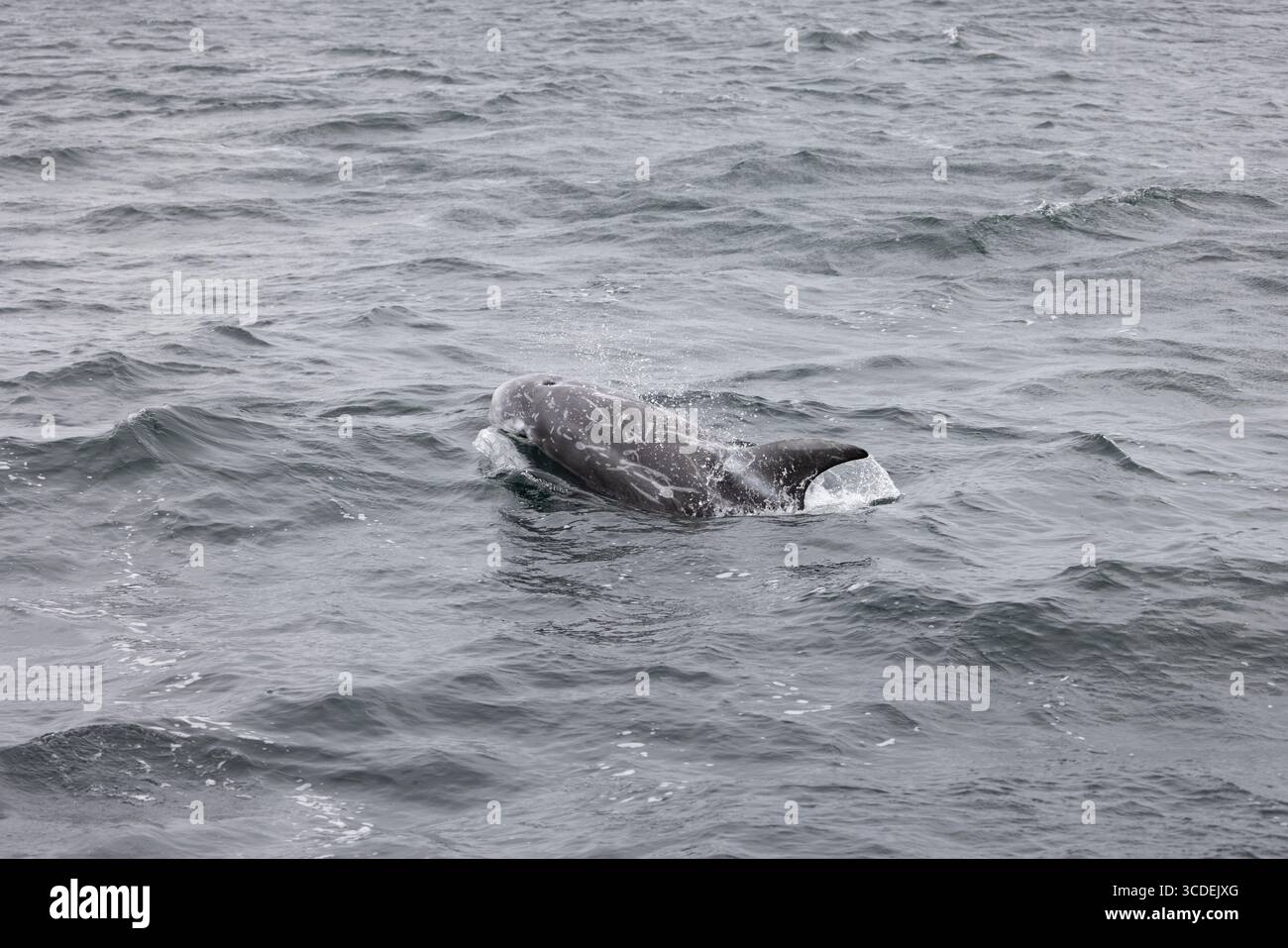 Rissodelfin Grampus griseus, Schwimmen für Erwachsene, Falmouth Bay, Cornwall, Großbritannien, Juli Stockfoto