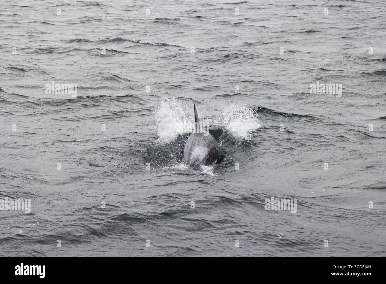 Rissodelfin Grampus griseus, Schwimmen für Erwachsene, Falmouth Bay, Cornwall, Großbritannien, Juli Stockfoto