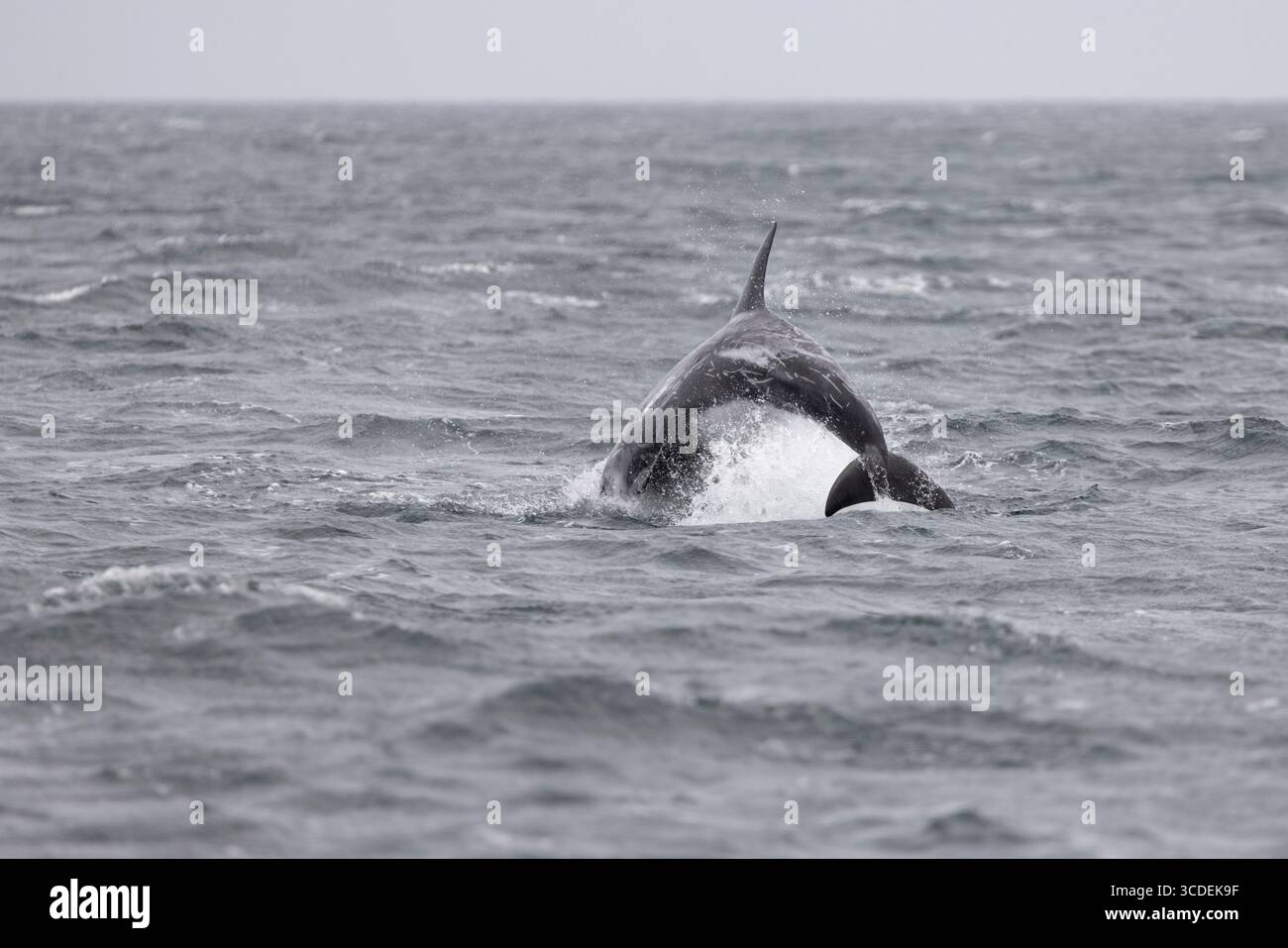 Rissodelfin Grampus griseus, Erwachsenensprung, Falmouth Bay, Cornwall, Vereinigtes Königreich, Juli Stockfoto