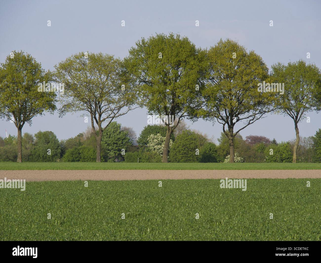 Eine Gruppe großer Bäume mit grünem Laub auf einem Feld, raesfeld, münsterland, deutschland Stockfoto