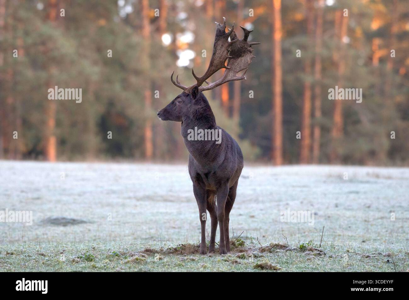Damwild im Herbst Damwild Damhirsche im Herbst *** Damhirsch Damhirsch Damhirsch im Herbst Stockfoto