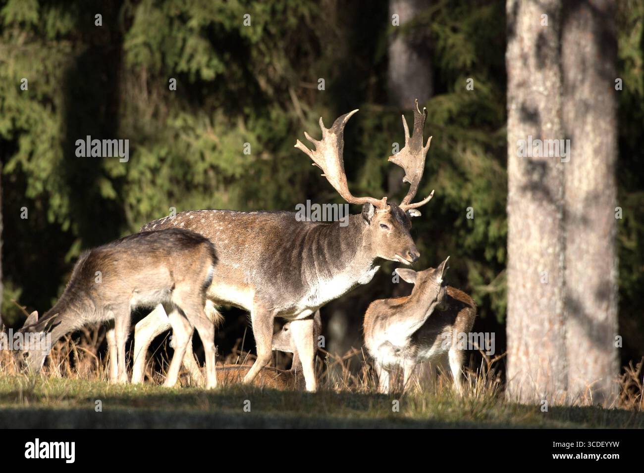 Damwild im Herbst Damwild Damhirsche im Herbst *** Damhirsch Damhirsch Damhirsch im Herbst Stockfoto