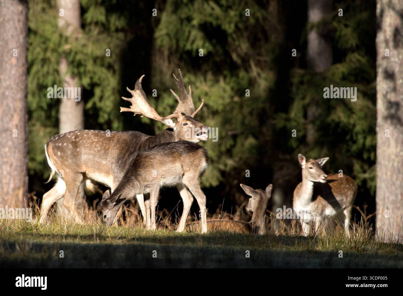 Damwild im Herbst Damwild Damhirsche im Herbst *** Damhirsch Damhirsch Damhirsch im Herbst Stockfoto