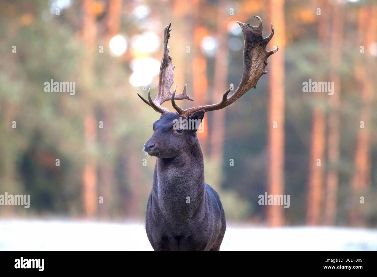 Damwild im Herbst Damwild Damhirsche im Herbst *** Damhirsch Damhirsch Damhirsch im Herbst Stockfoto