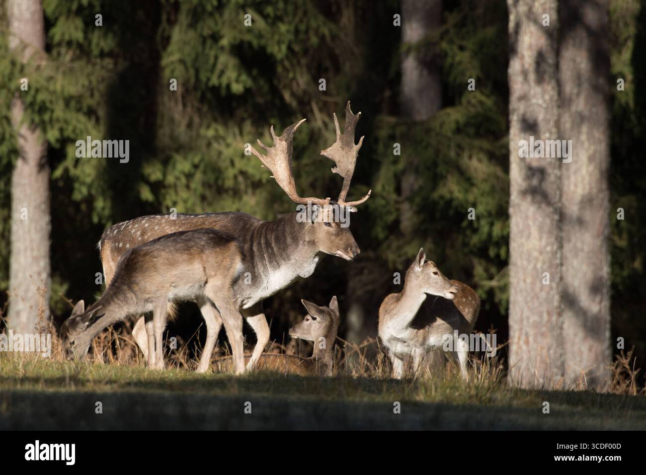 Damwild im Herbst Damwild Damhirsche im Herbst *** Damhirsch Damhirsch Damhirsch im Herbst Stockfoto