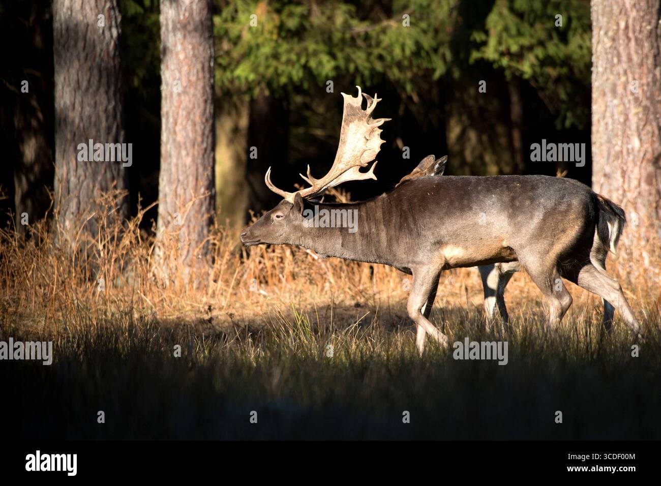 Damwild im Herbst Damwild Damhirsche im Herbst *** Damhirsch Damhirsch Damhirsch im Herbst Stockfoto
