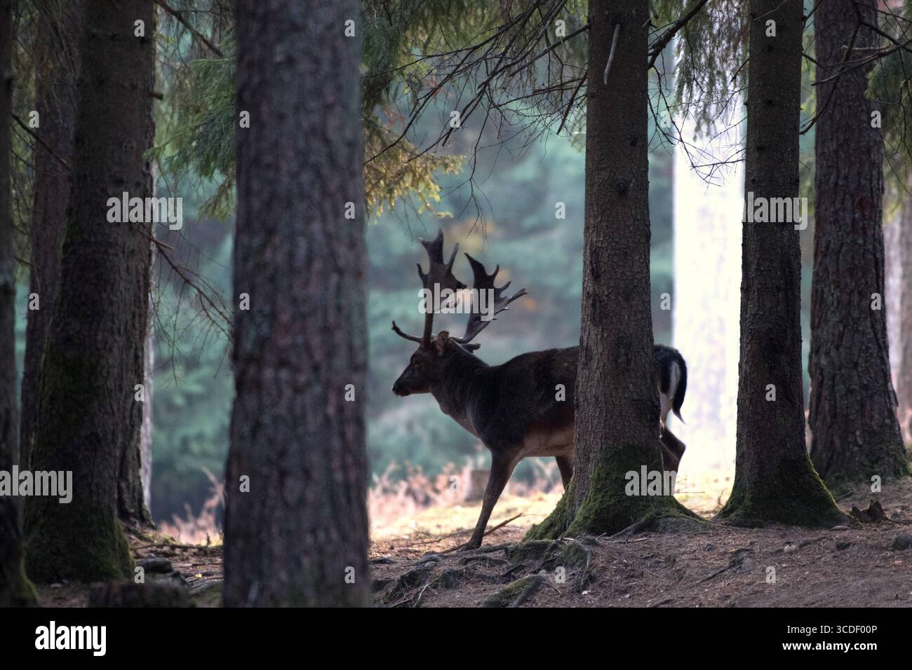 Damwild im Herbst Damwild Damhirsche im Herbst *** Damhirsch Damhirsch Damhirsch im Herbst Stockfoto