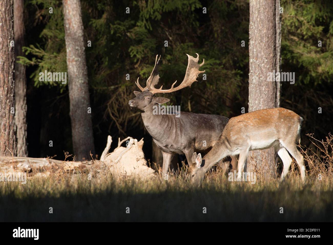 Damwild im Herbst Damwild Damhirsche im Herbst *** Damhirsch Damhirsch Damhirsch im Herbst Stockfoto