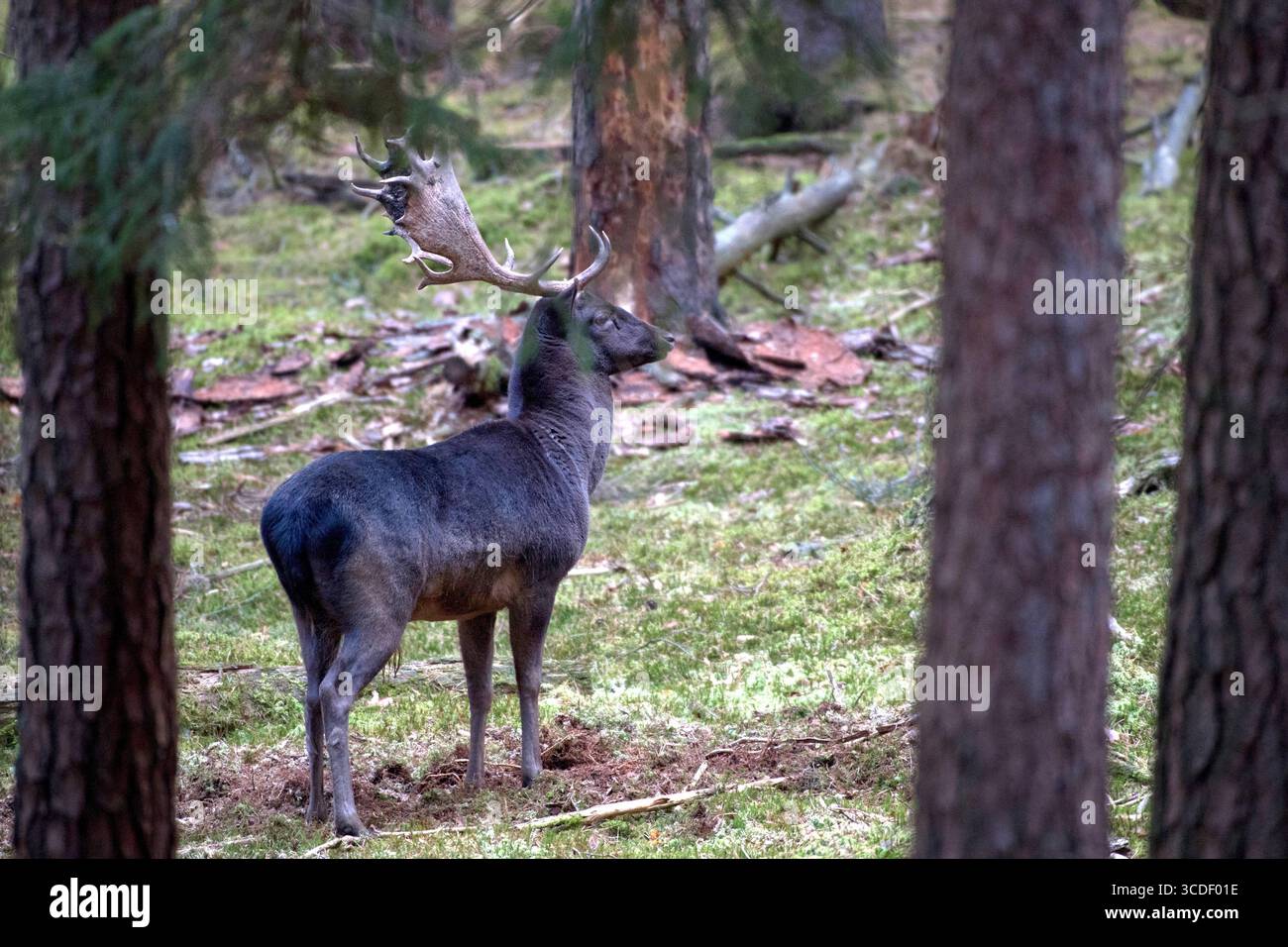 Damwild im Herbst Damwild Damhirsche im Herbst *** Damhirsch Damhirsch Damhirsch im Herbst Stockfoto