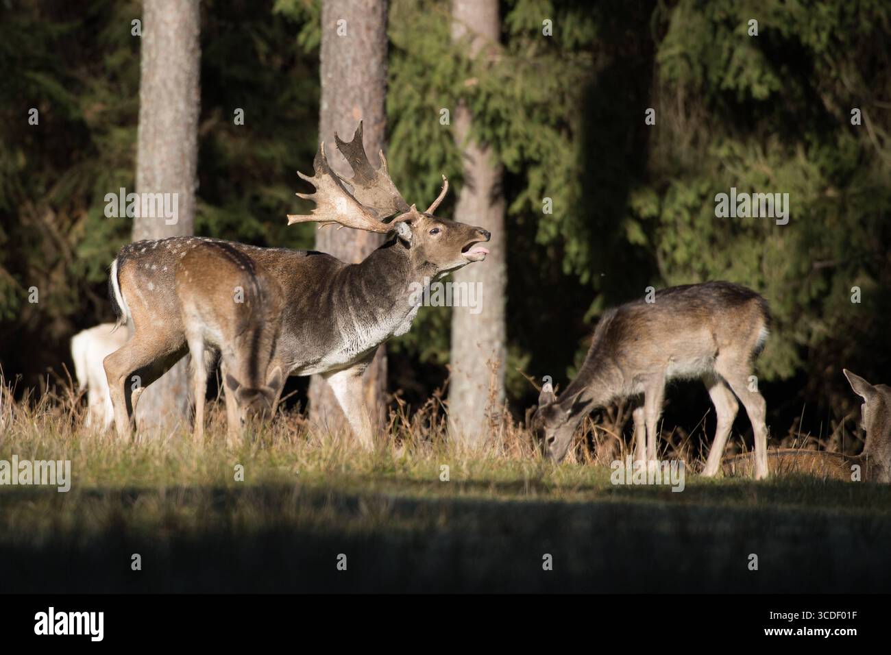 Damwild im Herbst Damwild Damhirsche im Herbst *** Damhirsch Damhirsch Damhirsch im Herbst Stockfoto