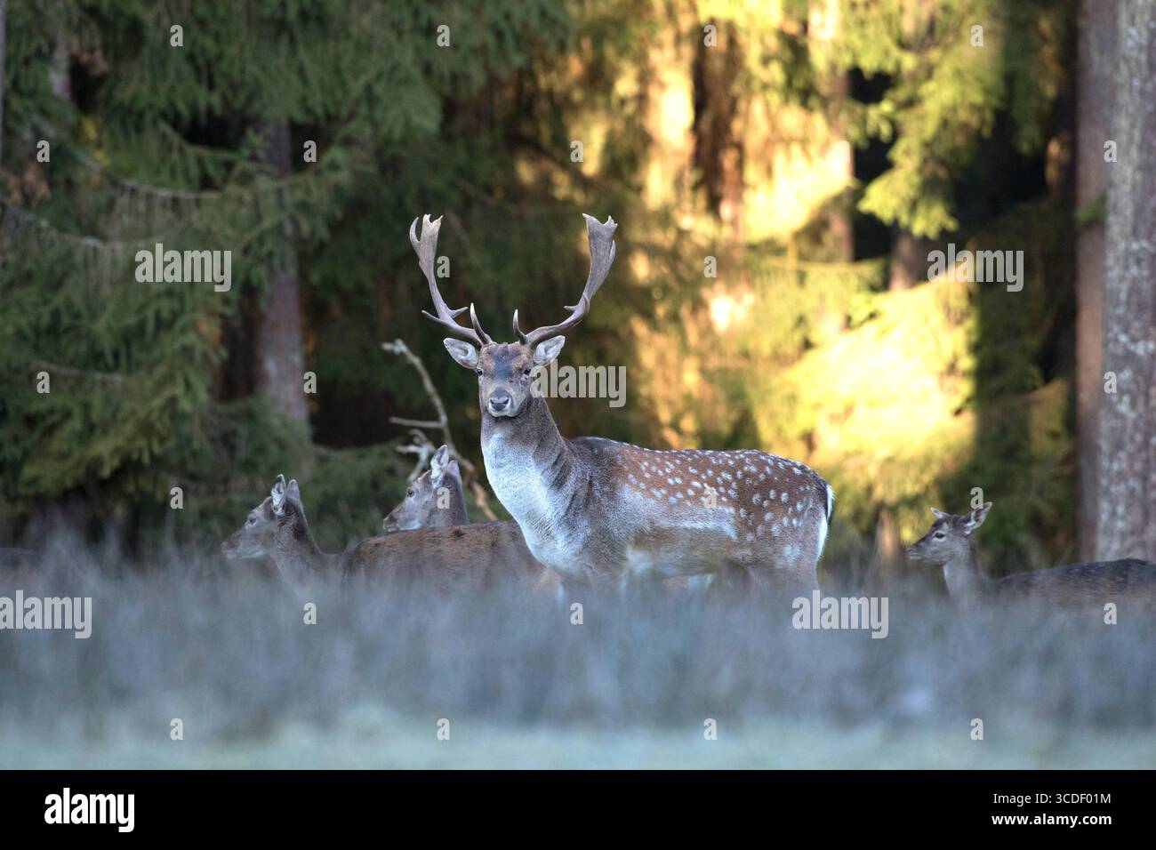Damwild im Herbst Damwild Damhirsche im Herbst *** Damhirsch Damhirsch Damhirsch im Herbst Stockfoto