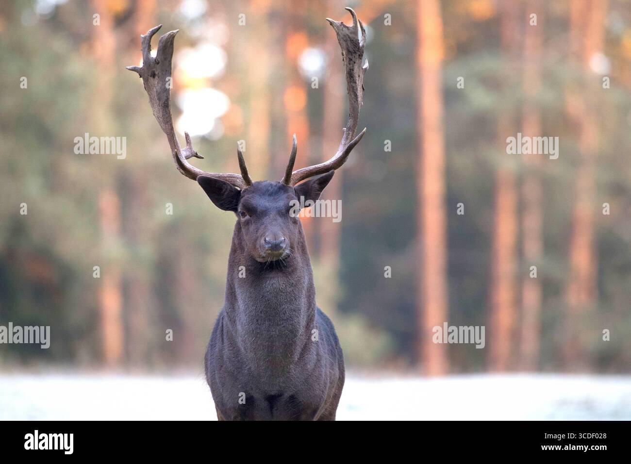 Damwild im Herbst Damwild Damhirsche im Herbst *** Damhirsch Damhirsch Damhirsch im Herbst Stockfoto