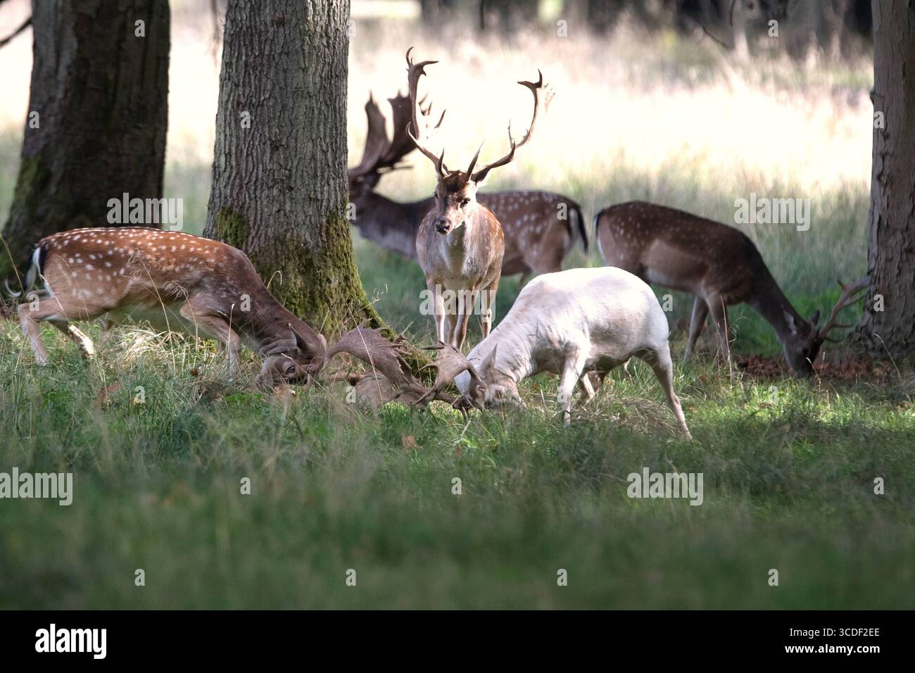 Damwild im Herbst Damwild Damhirsche im Herbst *** Damhirsch Damhirsch Damhirsch im Herbst Stockfoto
