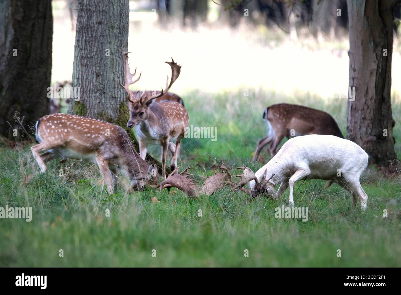 Damwild im Herbst Damwild Damhirsche im Herbst *** Damhirsch Damhirsch Damhirsch im Herbst Stockfoto