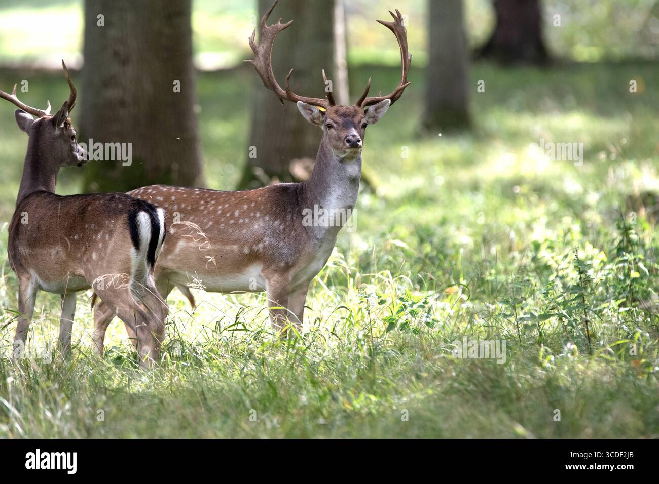 Damwild im Herbst Damwild Damhirsche im Herbst *** Damhirsch Damhirsch Damhirsch im Herbst Stockfoto