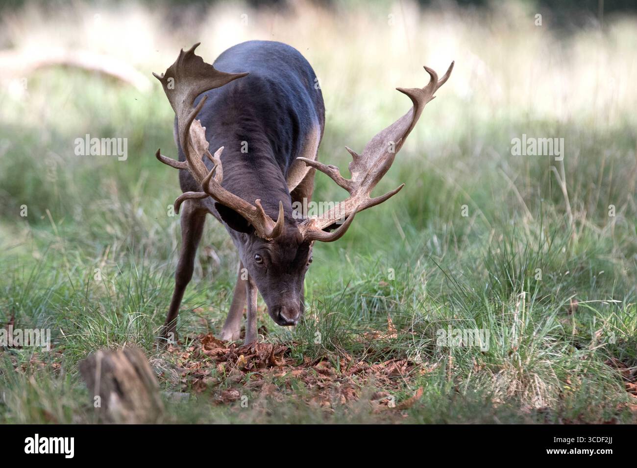 Damwild im Herbst Damwild Damhirsche im Herbst *** Damhirsch Damhirsch Damhirsch im Herbst Stockfoto