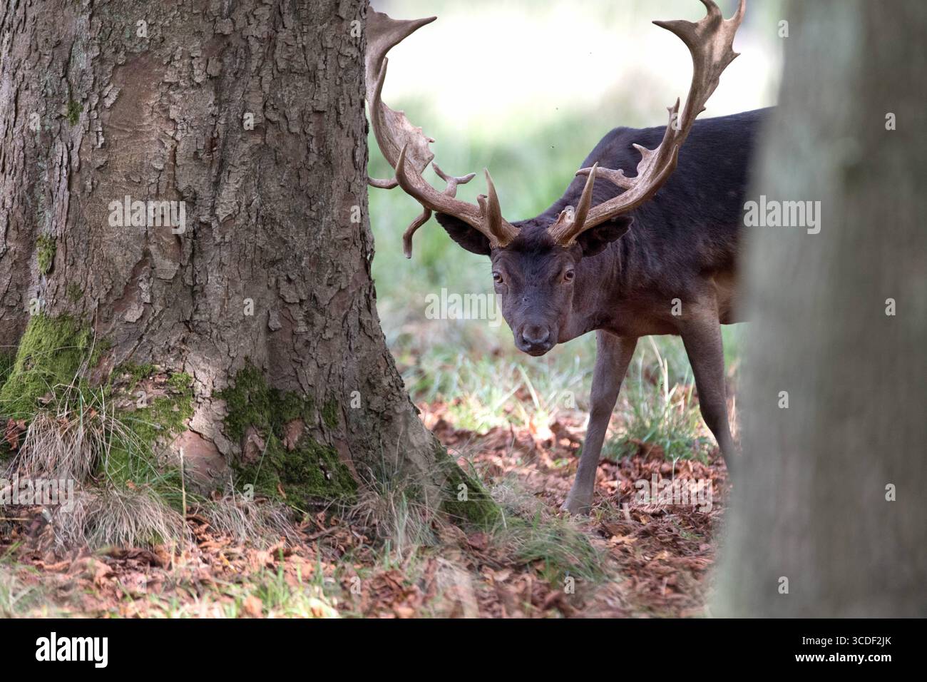 Damwild im Herbst Damwild Damhirsche im Herbst *** Damhirsch Damhirsch Damhirsch im Herbst Stockfoto