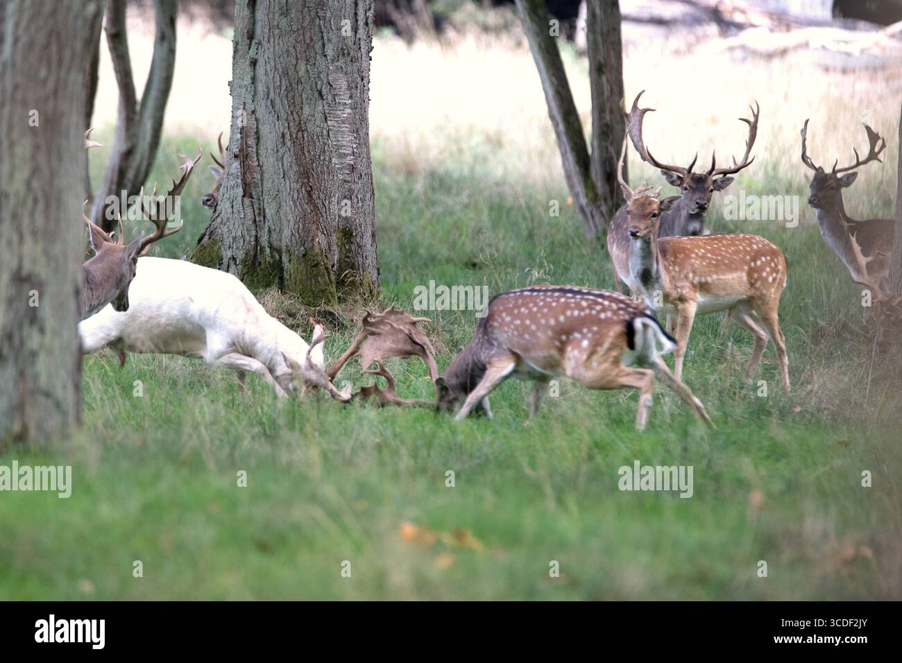 Damwild im Herbst Damwild Damhirsche im Herbst *** Damhirsch Damhirsch Damhirsch im Herbst Stockfoto