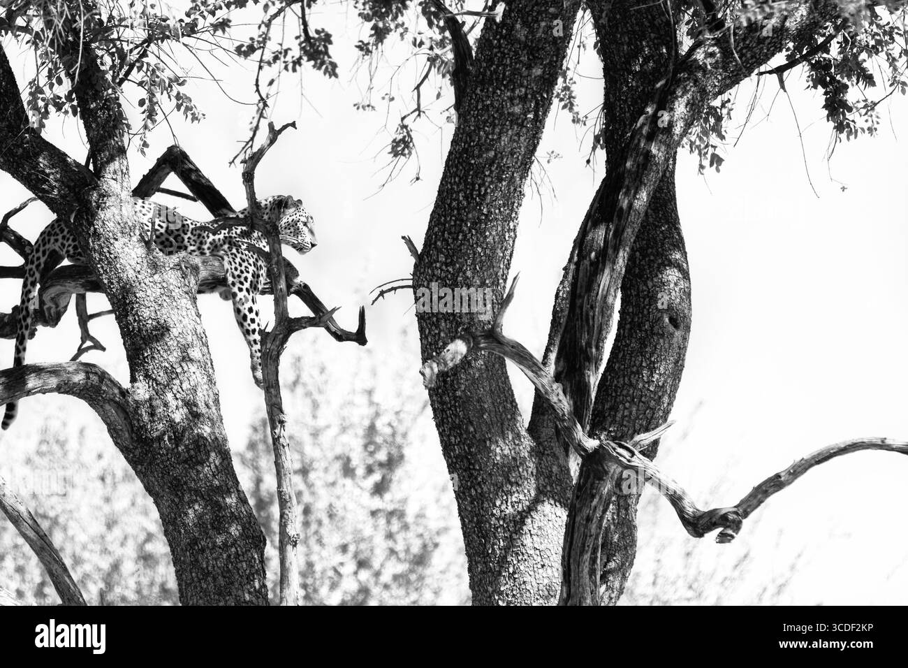 Hoch über der afrikanischen Erde, bedeckt von Schatten und Stille, liegt ein Leopard in einem Baum in Londolozi in ruhiger Besinnung. Stockfoto