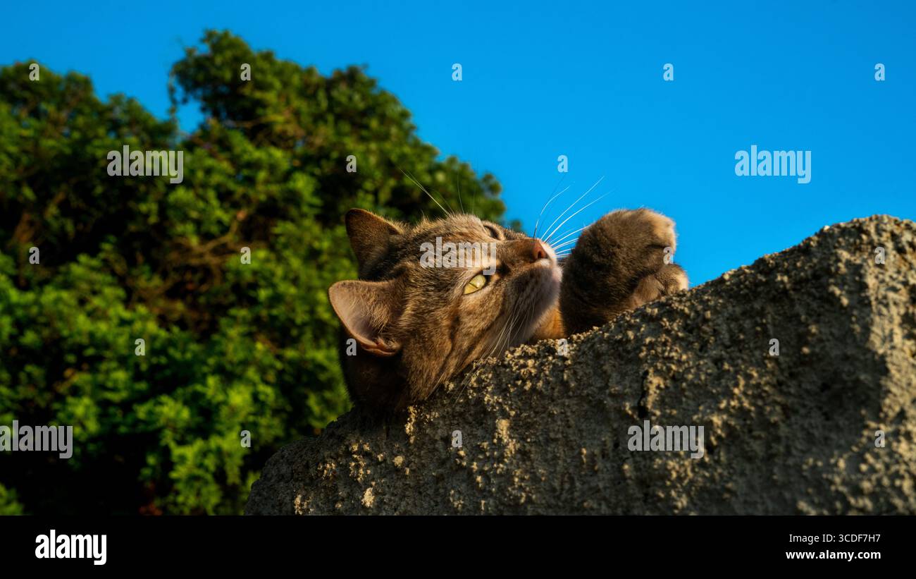 Niedliche europäische Katze, die auf einer Steinmauer liegt und einen sonnigen Tag genießt. Stockfoto