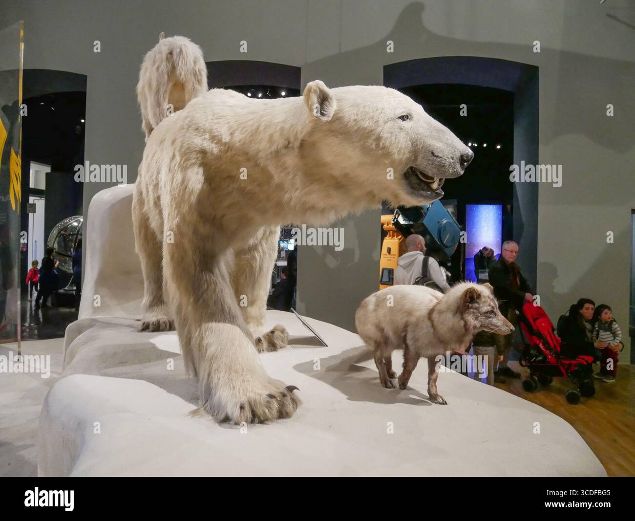 Eisbär und Wolf in der Animal World Gallery im National Museum of Scotland in Edinburgh, Schottland, Großbritannien Stockfoto