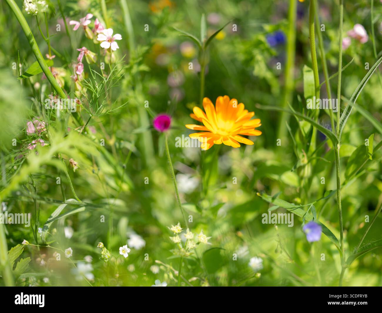 Nahaufnahme von bunten Blumen auf Pflanzen in einem wilden Garten. Stockfoto