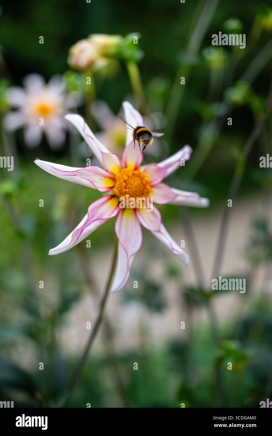 Dahlia mit Biene, Dahlia 'Honker zerbrechlich', suche Nektar Stockfoto