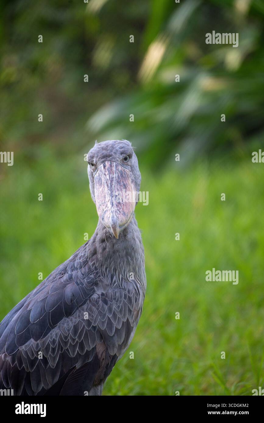 Shoebill Storch im Uganda Wildlife Education Centre in Entebbe Stockfoto