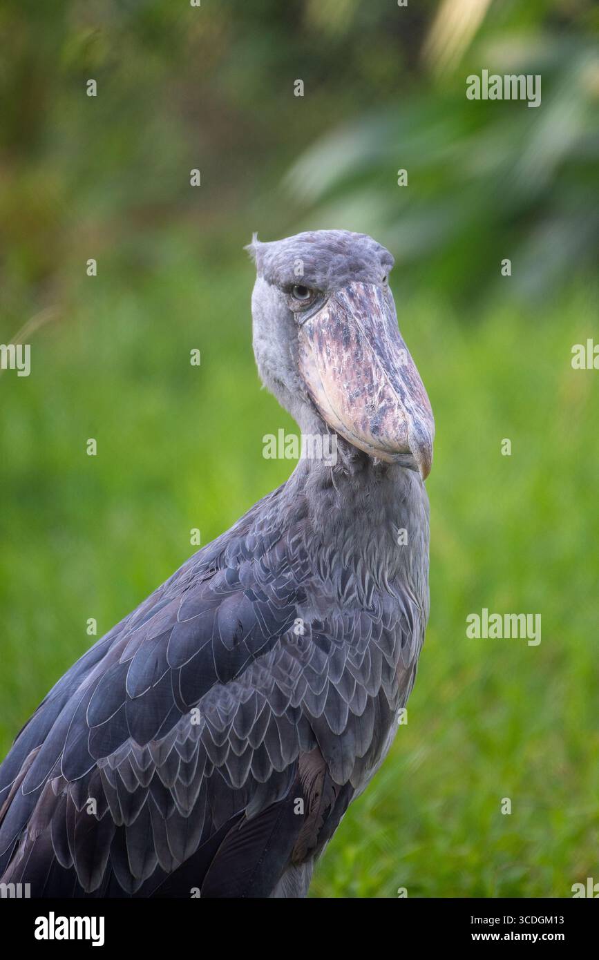 Shoebill Storch im Uganda Wildlife Education Centre in Entebbe Stockfoto