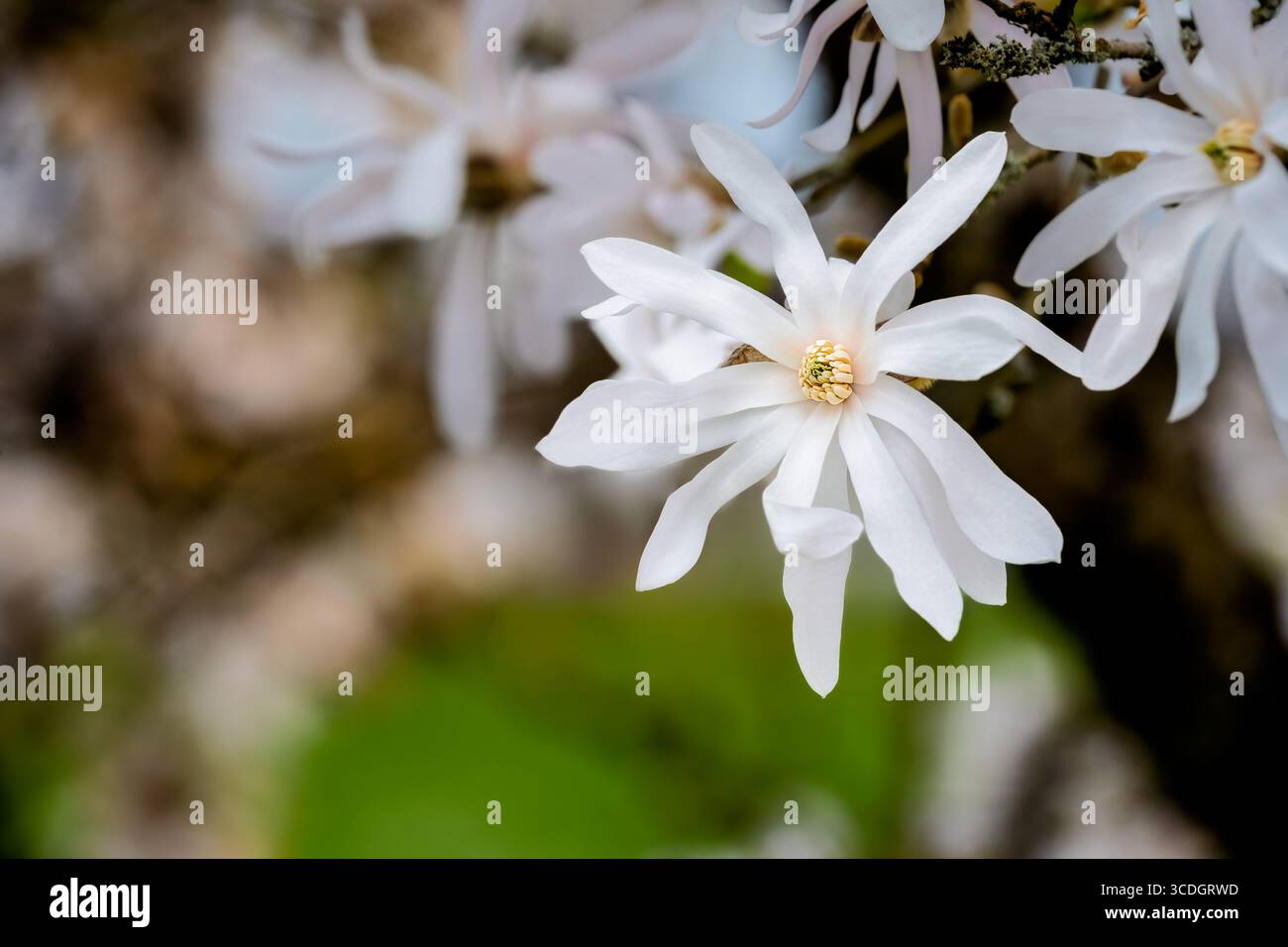 Nahaufnahme einer weissen Blüte einer Magnolie stellata Stockfoto