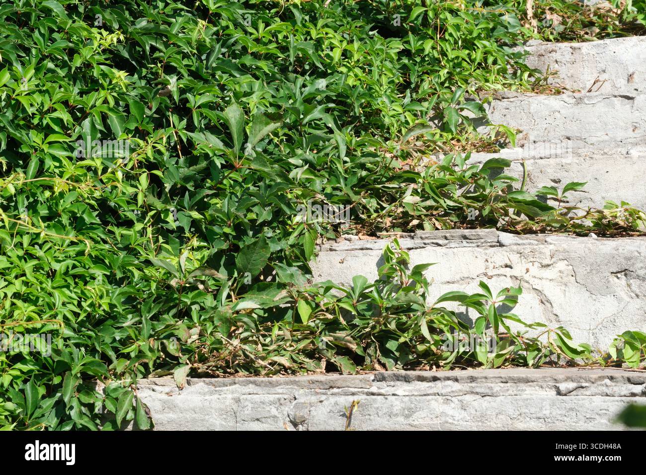 Sonnenlicht beleuchtet üppiges Grün, das über Steinstufen in einer ruhigen Umgebung wächst. Stockfoto