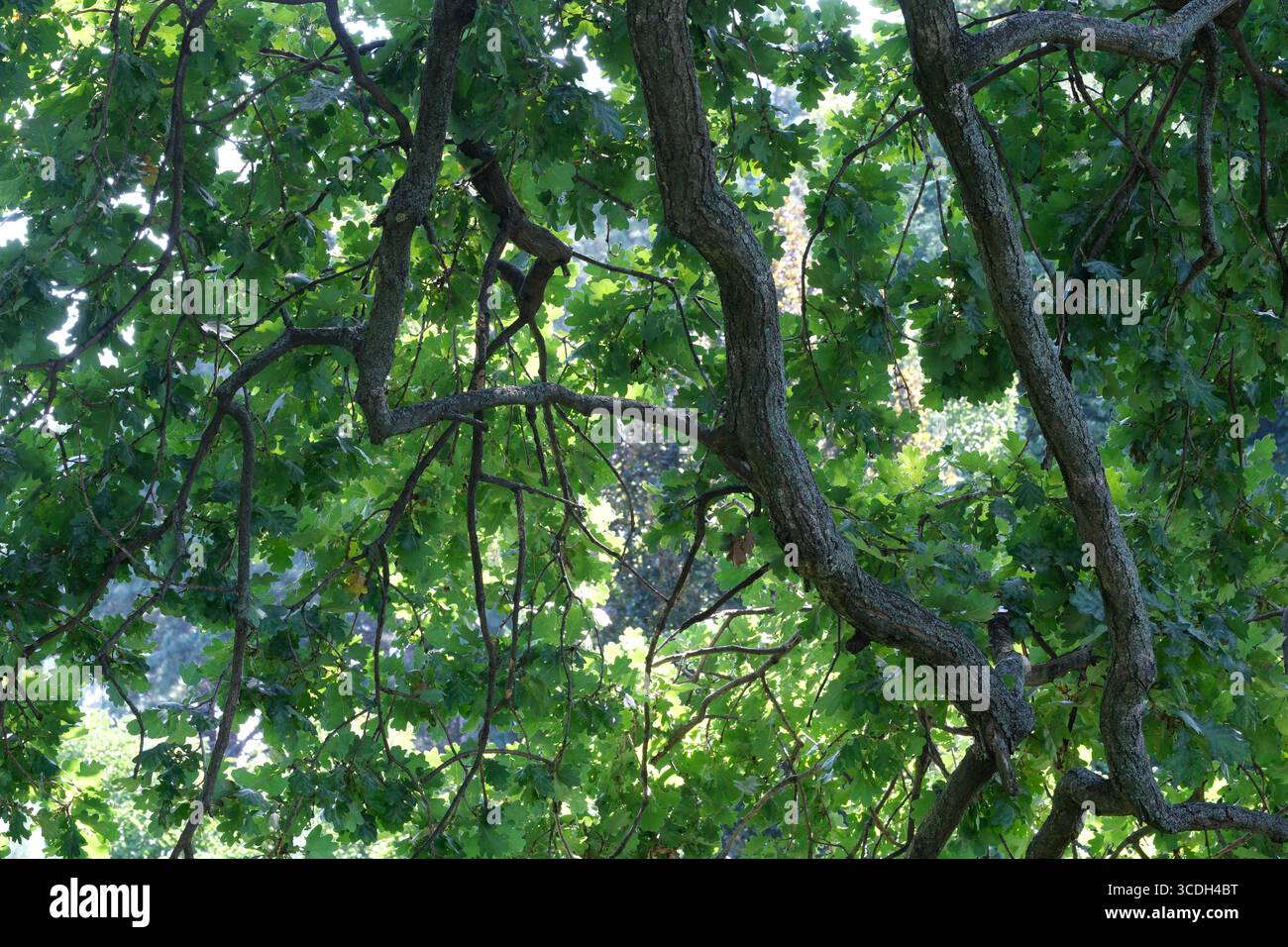 Sonnenlicht filtert durch dichte grüne Blätter und erhellt eine ruhige Atmosphäre in der Natur. Stockfoto