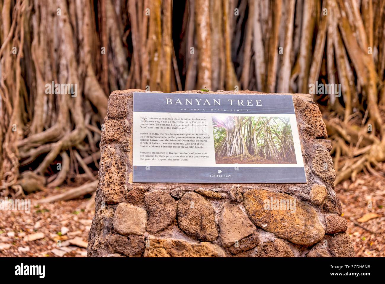 Turtle Bay, Hawaii - 31. März 2022: Beschilderung am berühmten Banyan Tree in Turtle Bay auf Oahu Stockfoto