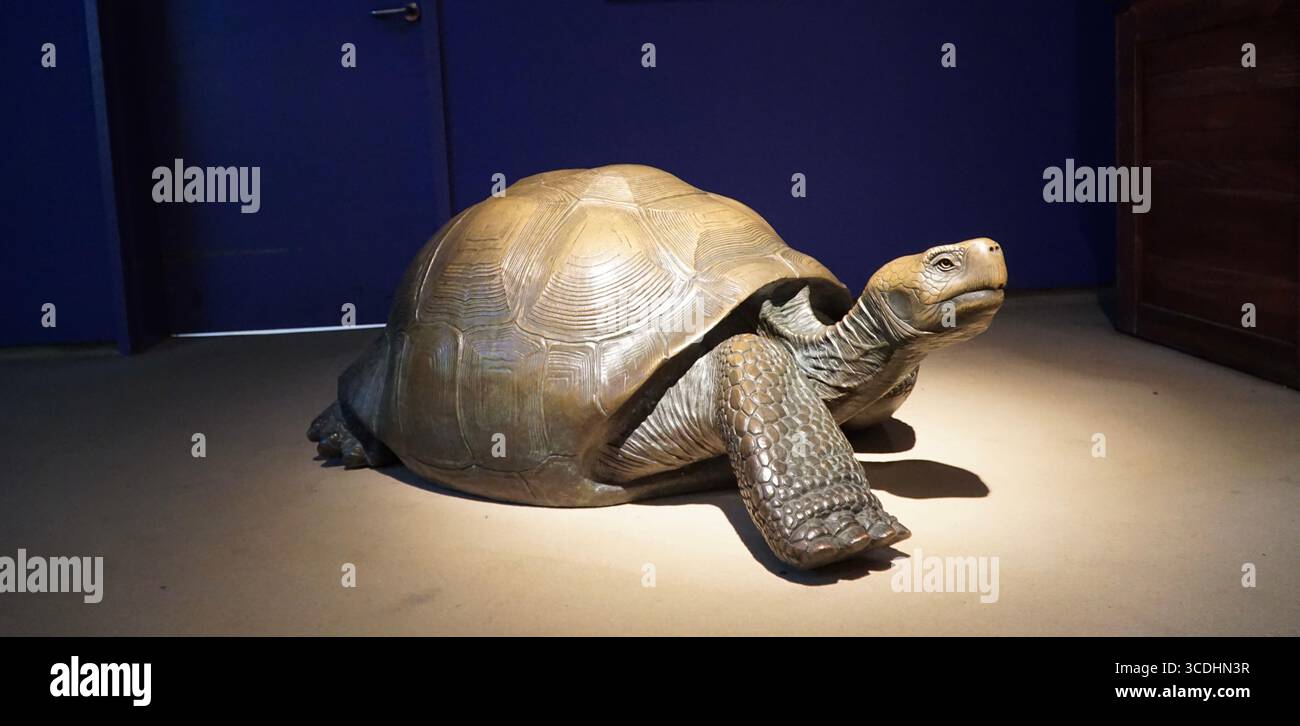 Riesenschildkröte, Schildkröte Skulptur, Reptilienskulptur, Museumsausstellung, Tierwelt Kunst, Museumsausstellung, Riesenschildkröte, Tierstatue, lehrreiche Ausstellung, Schildkröte Stockfoto