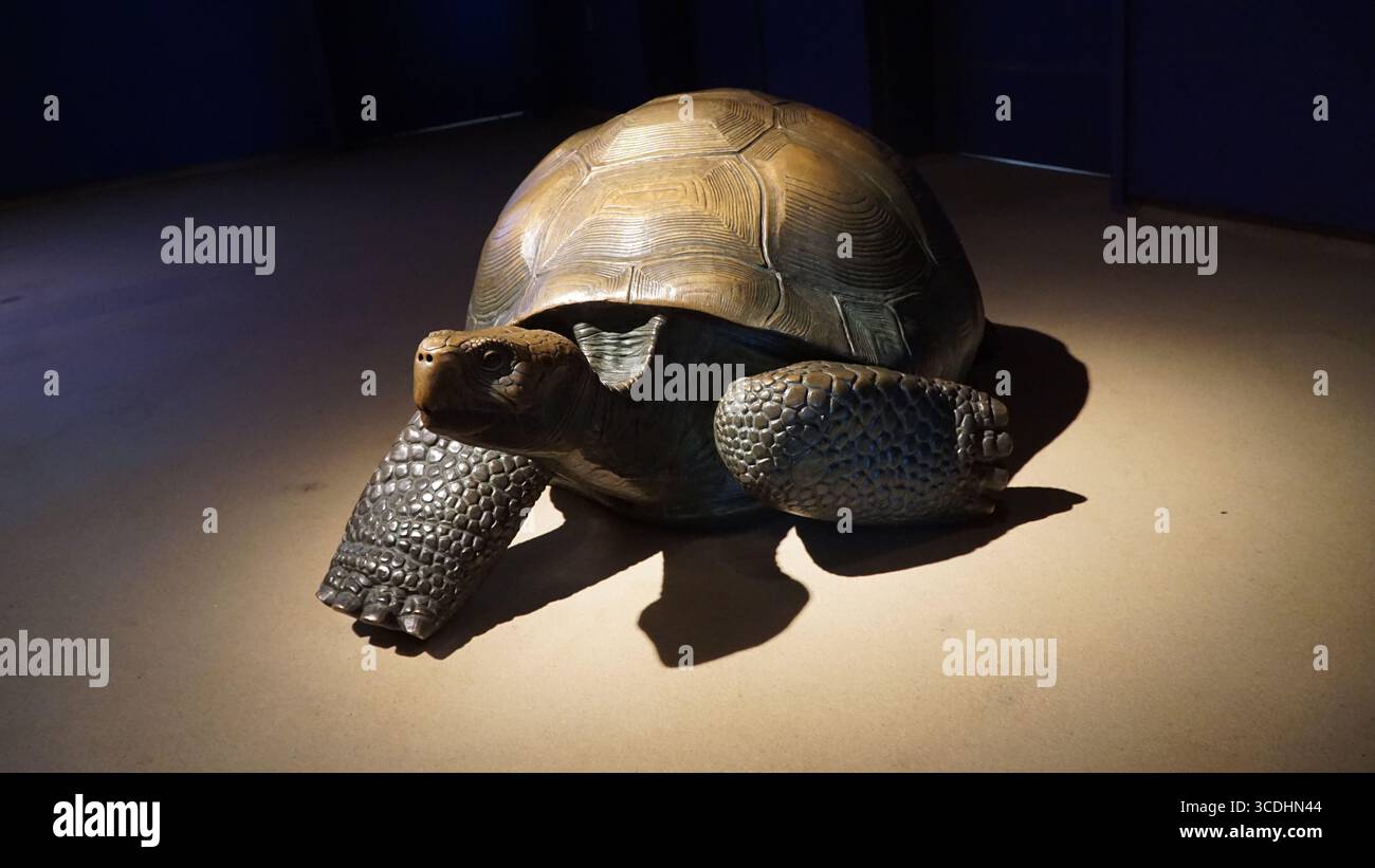 Riesenschildkröte, Schildkröte Skulptur, Reptilienskulptur, Museumsausstellung, Tierwelt Kunst, Museumsausstellung, Riesenschildkröte, Tierstatue, lehrreiche Ausstellung, Schildkröte Stockfoto