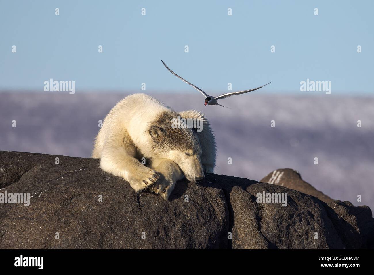Ein Eisbär (Ursus maritimus) ruht auf einem Felsen, während eine Polarseeschwalbe (Sterna paradisaea) über dem Boden Bomben wirft, um ihre Nistkolonie zu verteidigen Stockfoto