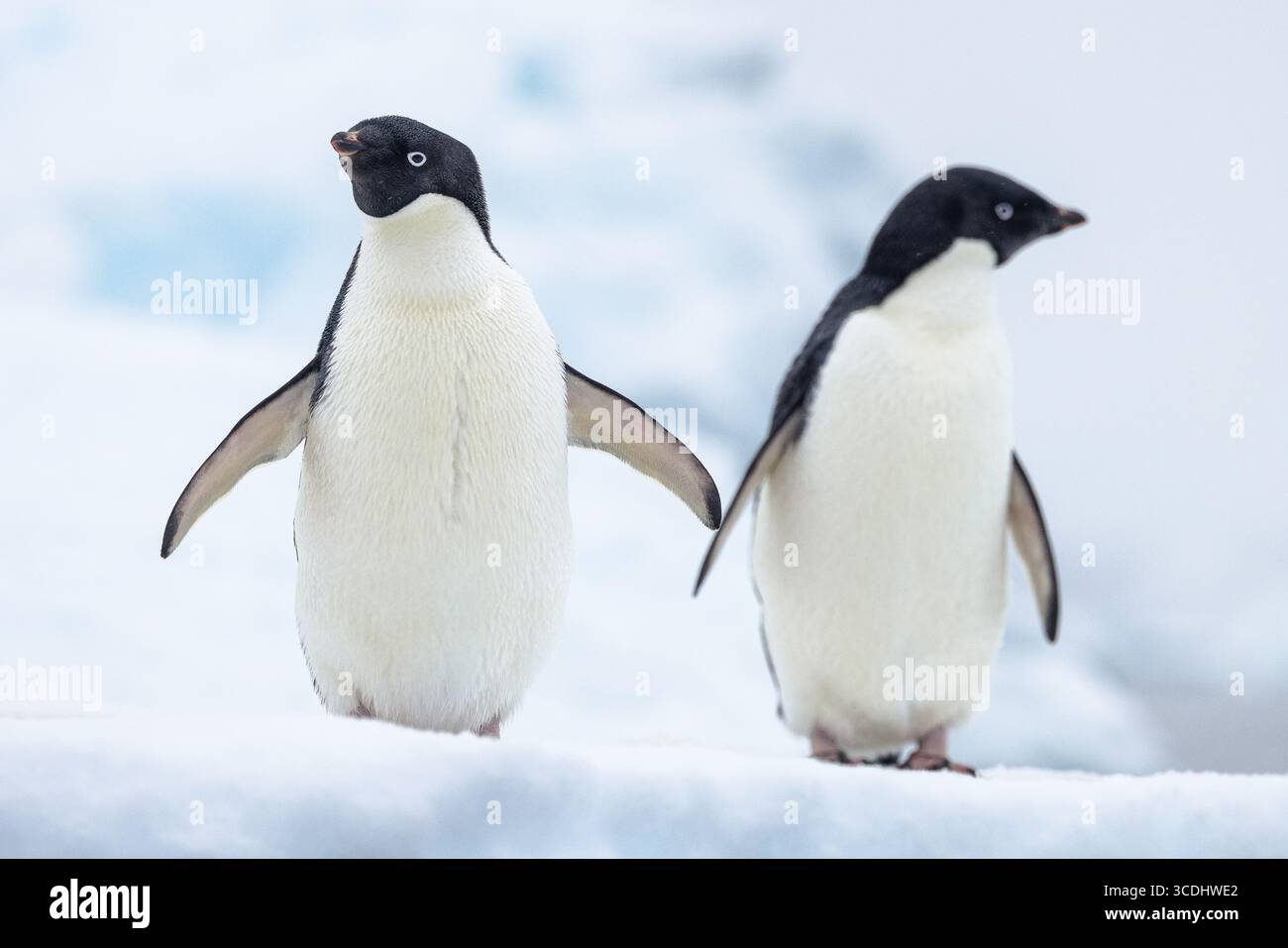 Zwei Adelie-Pinguine (Pygoscelis adeliae) stehen auf Eis in der Antarktis, wobei einer nach vorne und der andere zur Seite gerichtet ist, Eishintergrund Stockfoto
