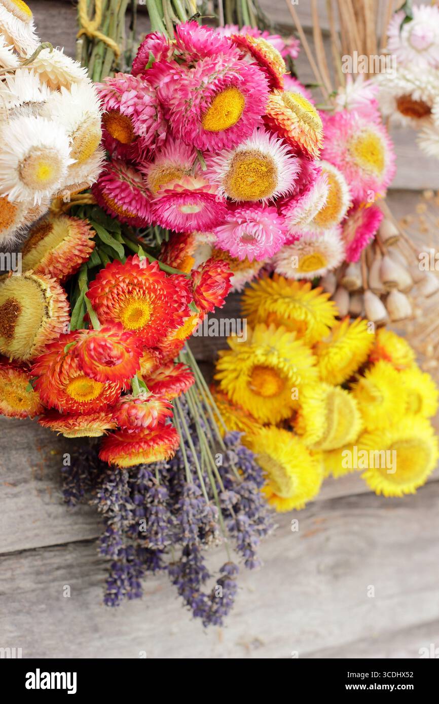 Bunte Blumen, die kopfüber zum Trocknen hängen, darunter strohblumen, Lavendel, mohnblumen und Allien für Blumenarrangements und Bastelarbeiten. Stockfoto