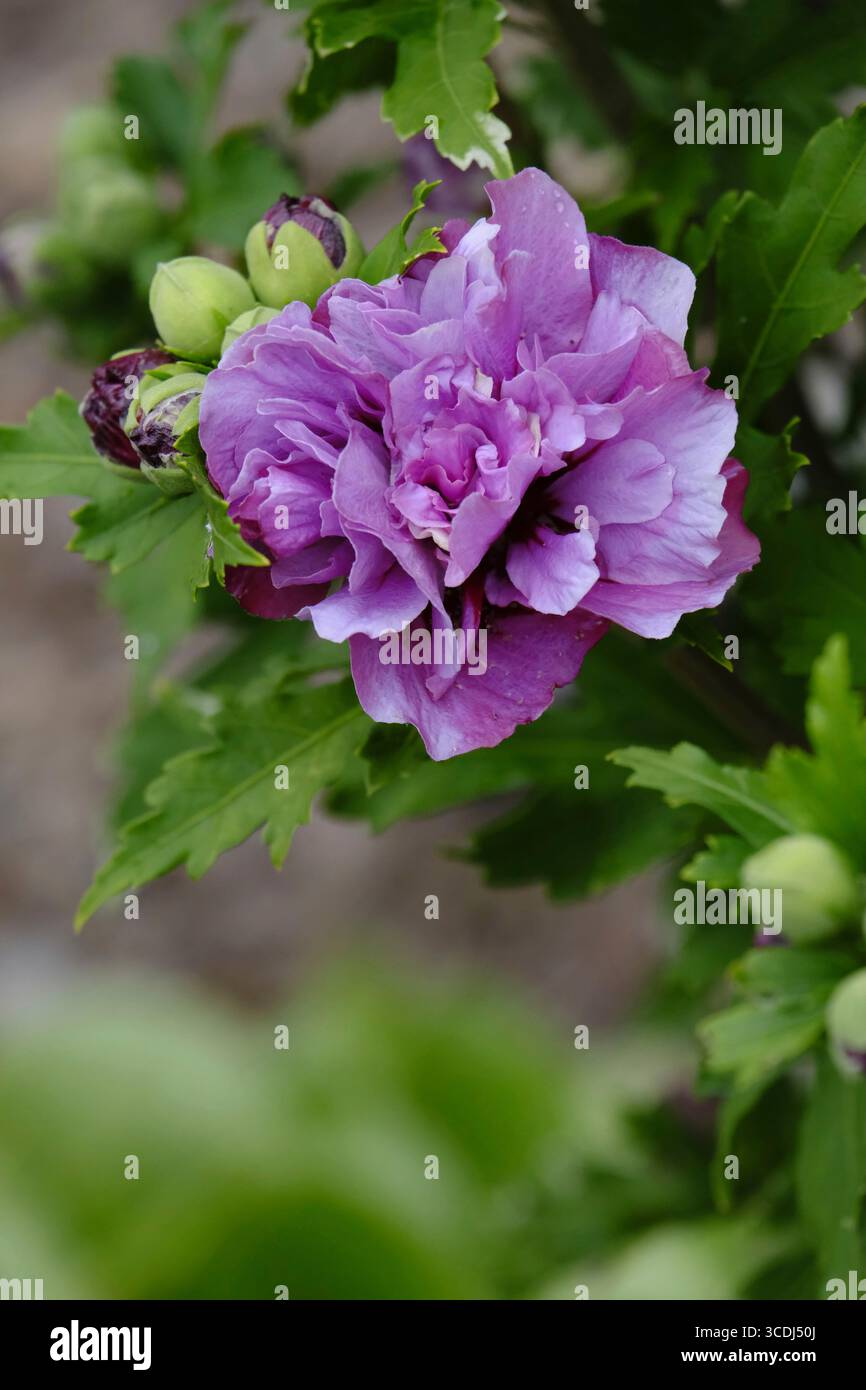 Nahaufnahme des blauen Hibiskusstrauchs, der im Spätsommer blüht Stockfoto