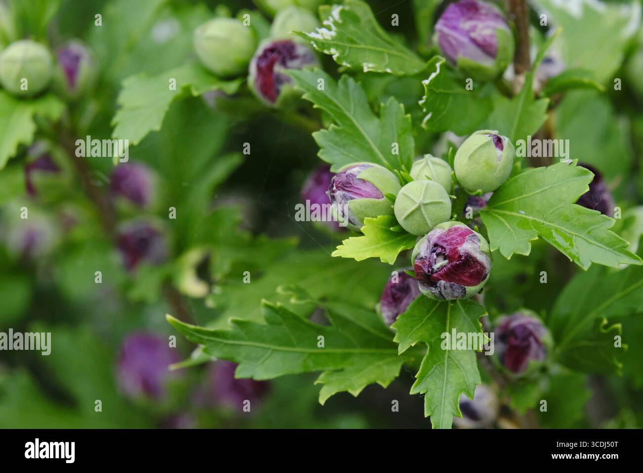 Nahaufnahme des blauen Hibiskusstrauchs, der im Spätsommer blüht Stockfoto