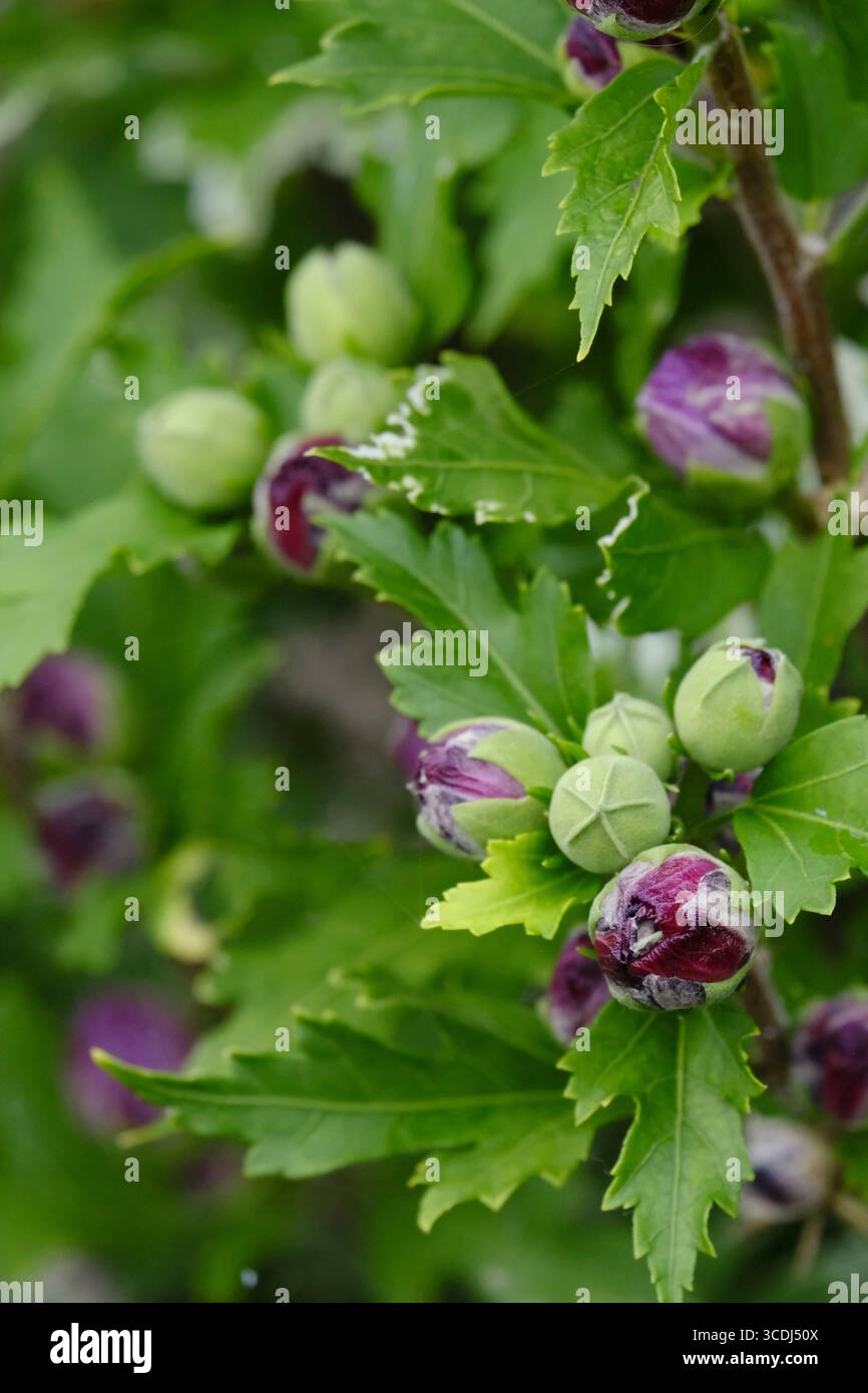 Nahaufnahme des blauen Hibiskusstrauchs, der im Spätsommer blüht Stockfoto