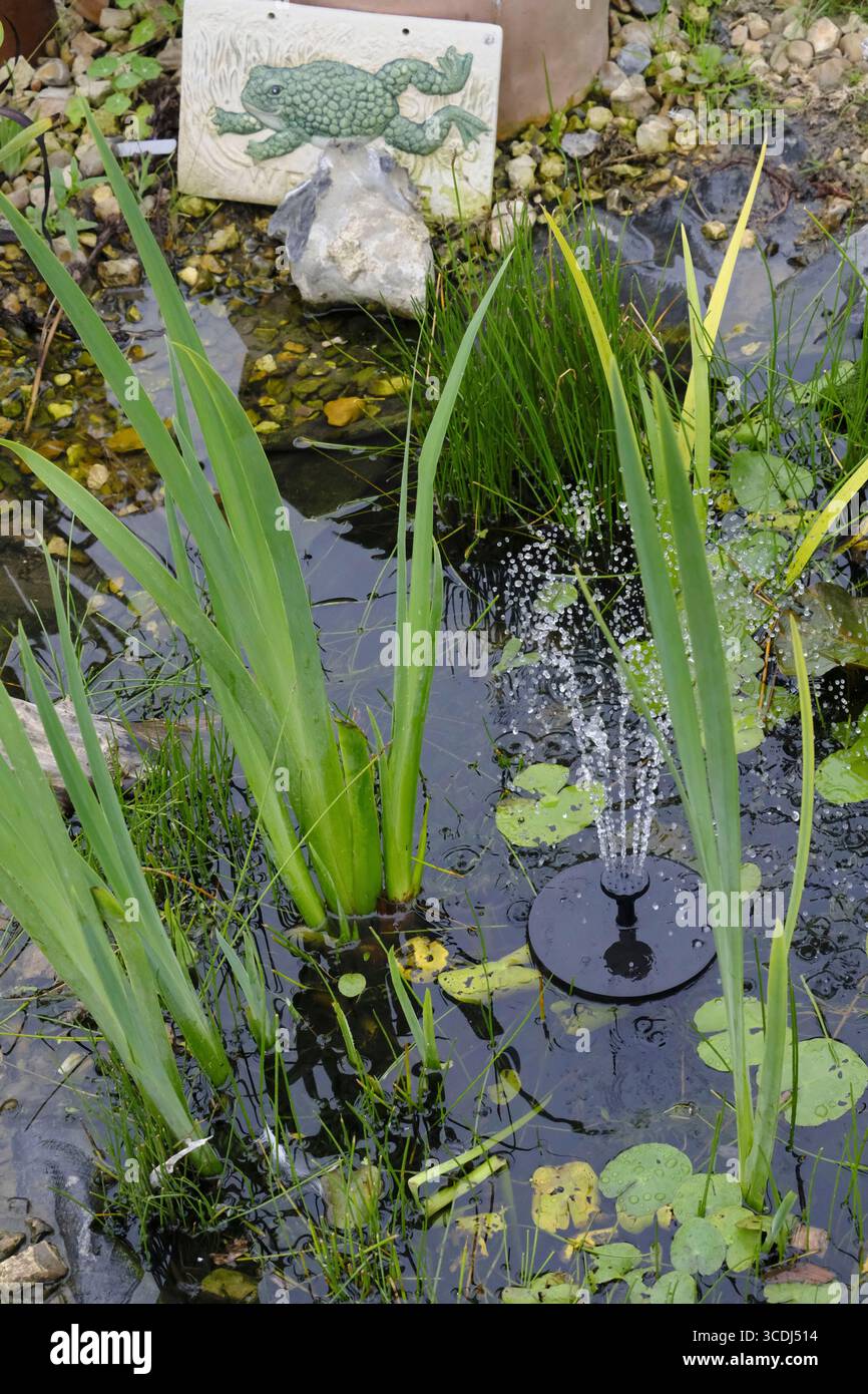 Ruhiger Gartenteich mit Seerosenpolstern, umgeben von üppigem Grün und mit einem kleinen Sonnenbrunnen in einer ruhigen Kleingartenanlage Stockfoto