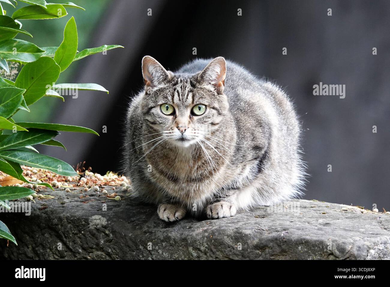 Eine Tabbykatze mit grünen Augen und dickem Fellfell steht auf einer Steinoberfläche. Seine Vorderpfoten sind unter seinem Körper verstaut, während er ruhig sitzt. Stockfoto