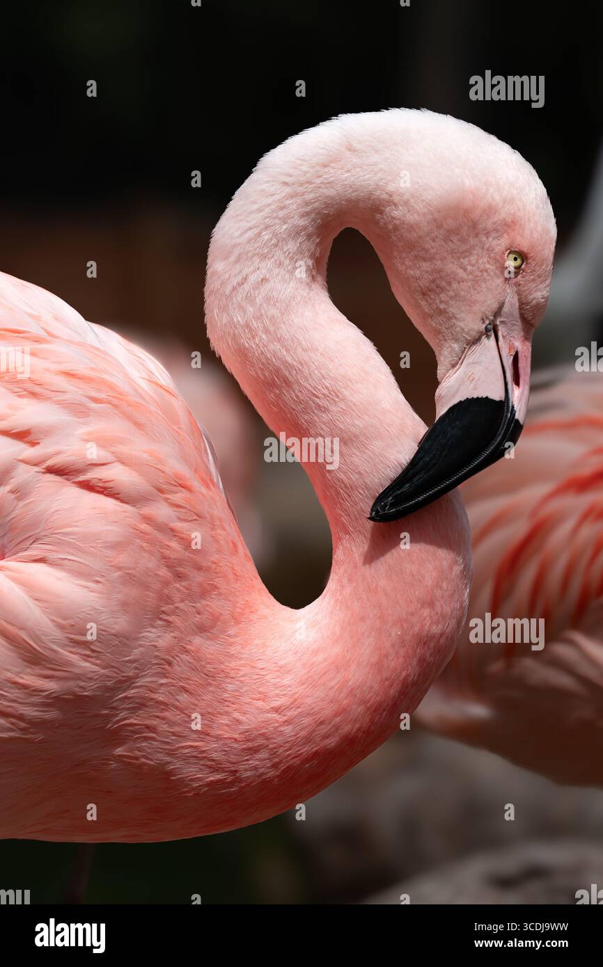 Nahaufnahme eines rosa Flamingos in all seiner Pracht und Majestät. Ästhetische Komposition im Rahmen. Stockfoto
