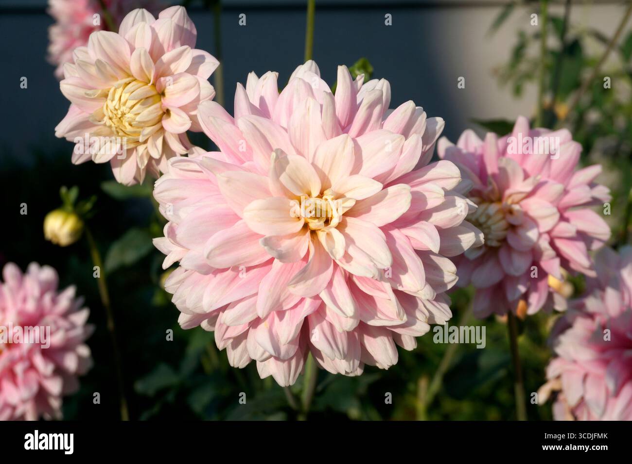 Nahaufnahme von rosa Dahlienblumen, die in einem Garten blühen Stockfoto