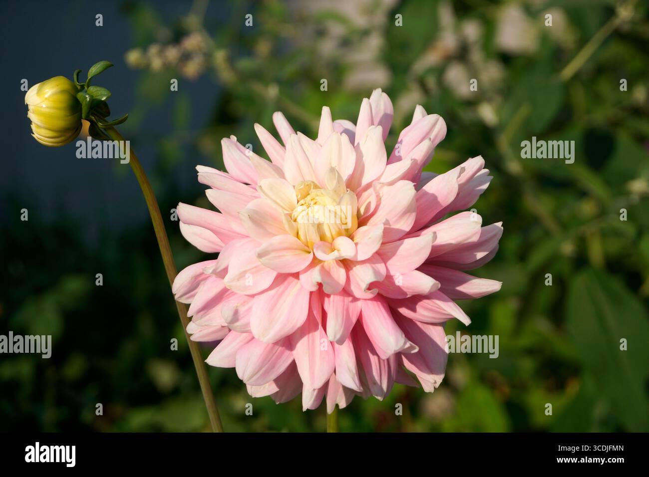 Nahaufnahme einer rosa Dahlienblume und Knospe in einem Garten Stockfoto