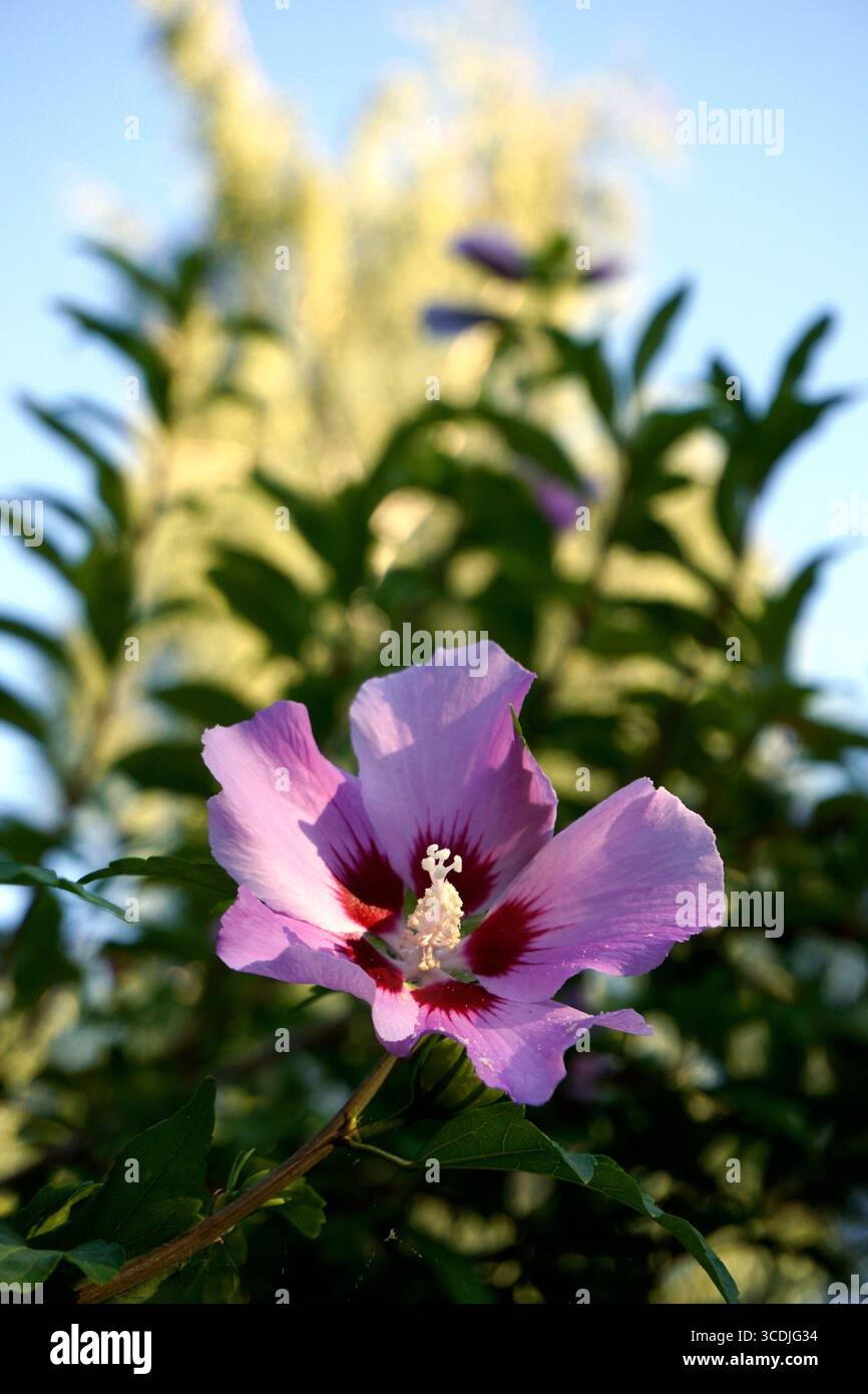 Nahaufnahme einer Rose Malve oder Rose of Sharon (Hibiscus syriacus) Blume, Oiseau Bleu hibiscus Stockfoto
